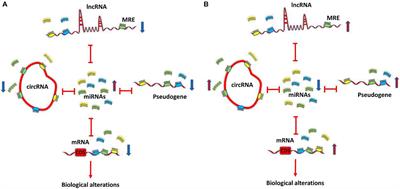 Molecular Insight Into the Therapeutic Potential of Long Non-coding RNA-Associated Competing Endogenous RNA Axes in Alzheimer’s Disease: A Systematic Scoping Review